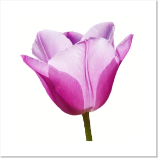 Mauve Tulip Posters and Art
